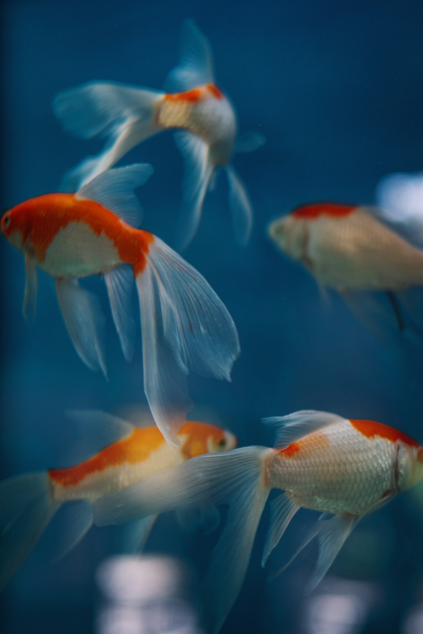 Guide complet pour les débutants avec les poissons rouges