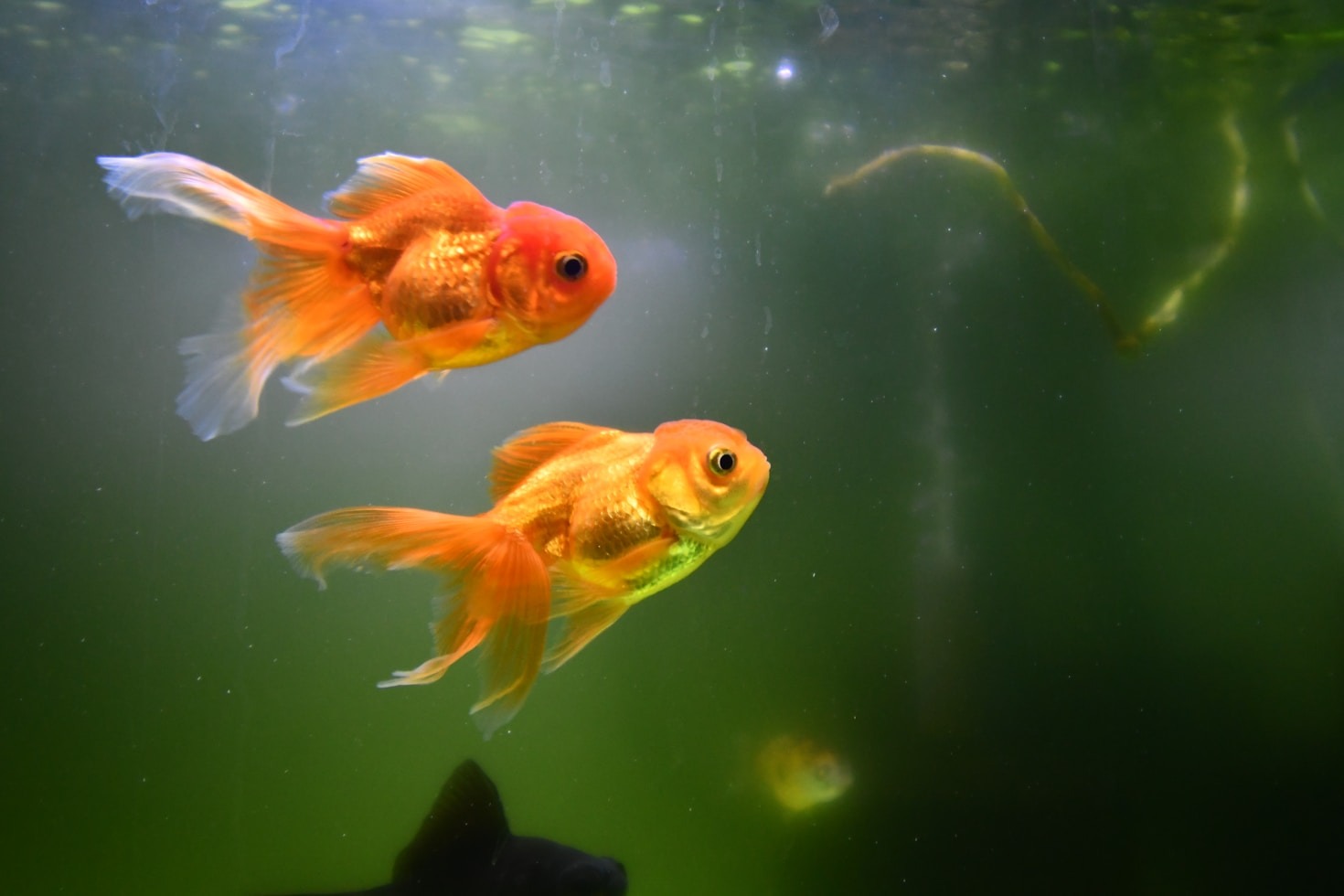 Les erreurs courantes à éviter avec vos poissons rouges