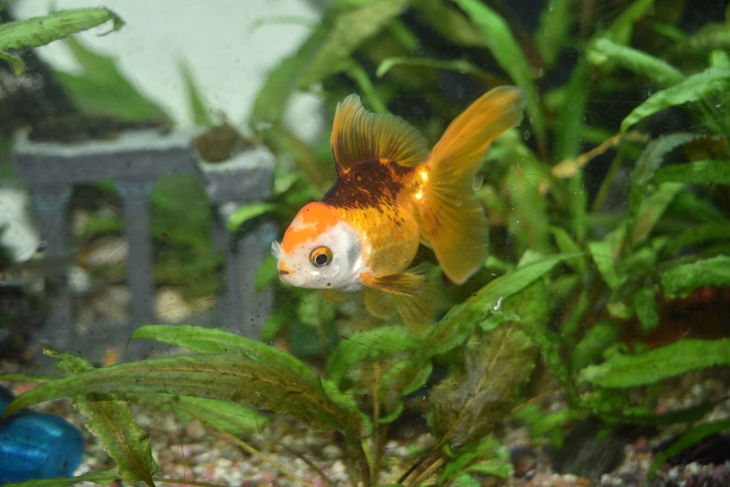 Les meilleures nourritures pour poissons rouges : lesquelles choisir?
