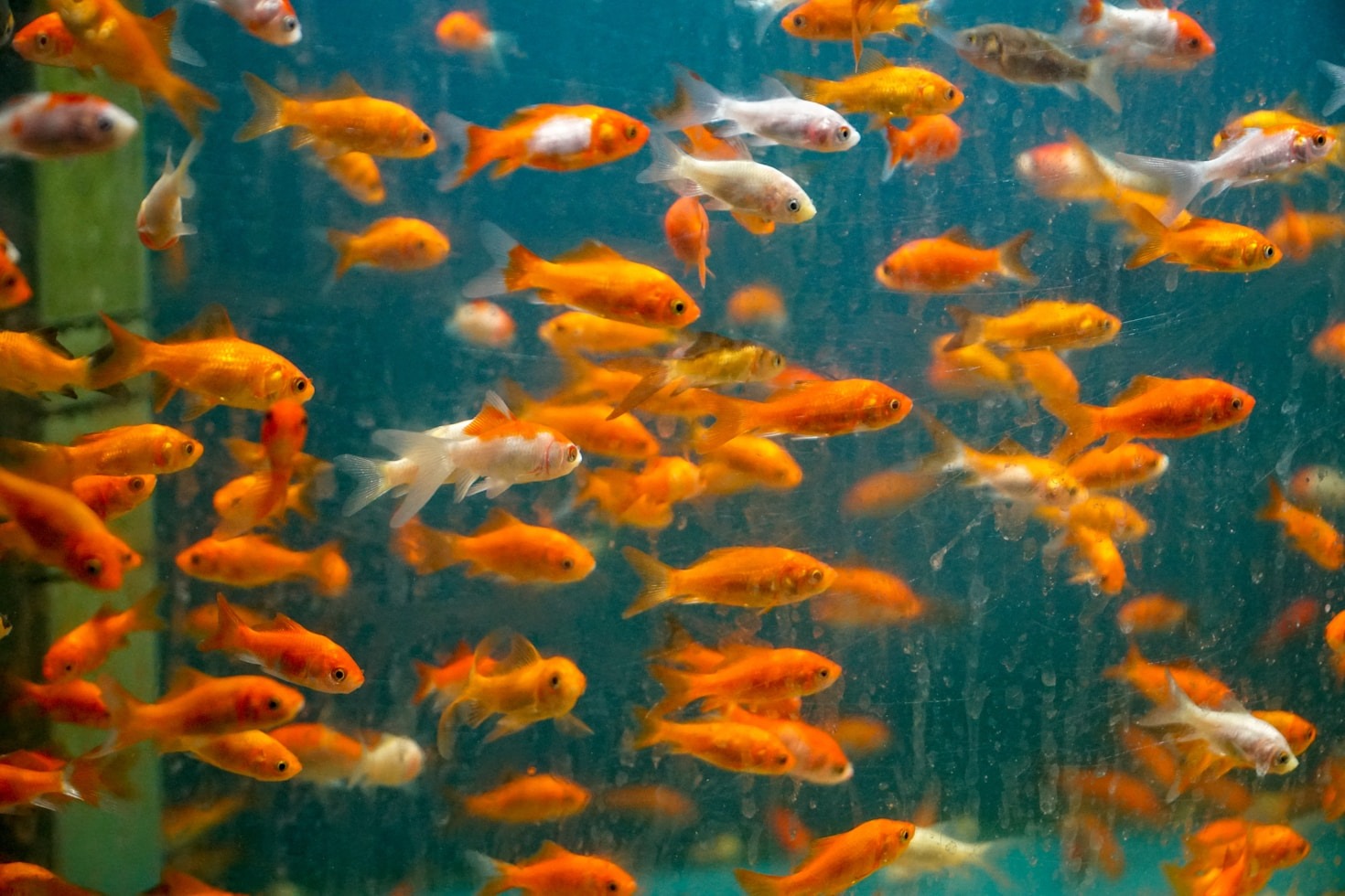 Créer un aquarium parfait pour vos poissons rouges