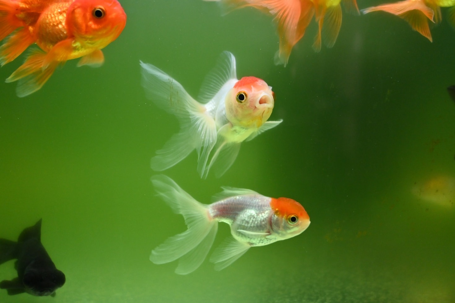 Comprendre le comportement de vos poissons rouges