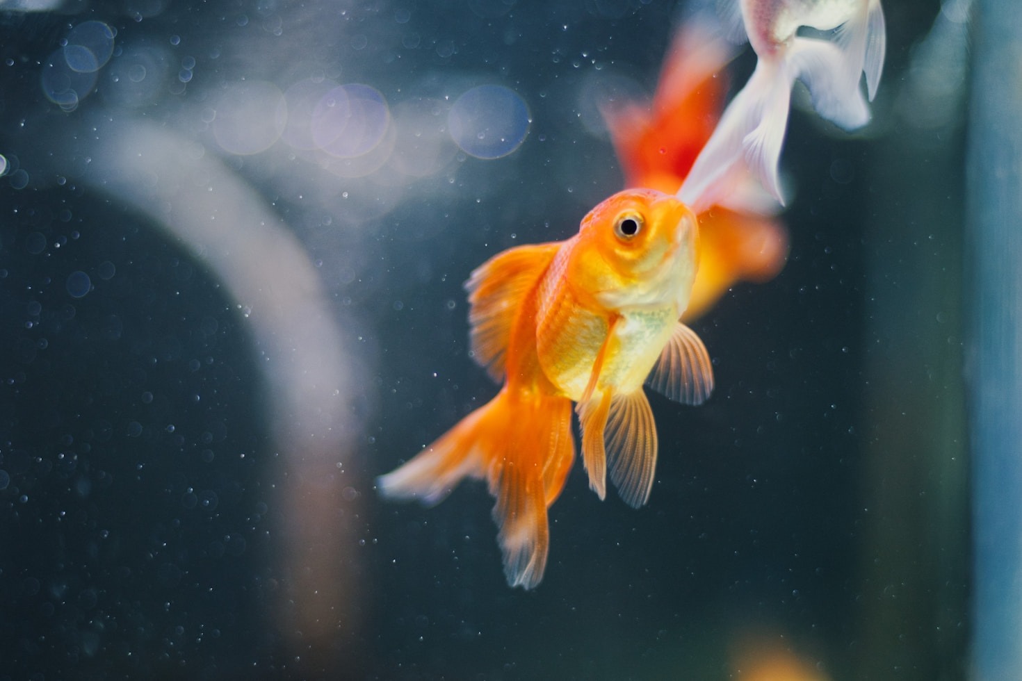 Les variétés de poissons rouges les plus populaires