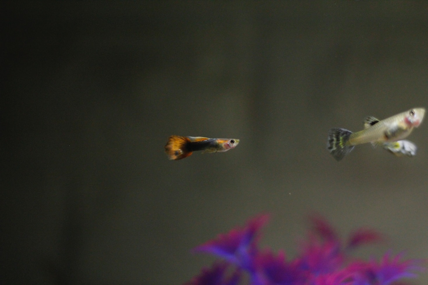 Entretien et nettoyage d&rsquo;un aquarium de poissons rouges