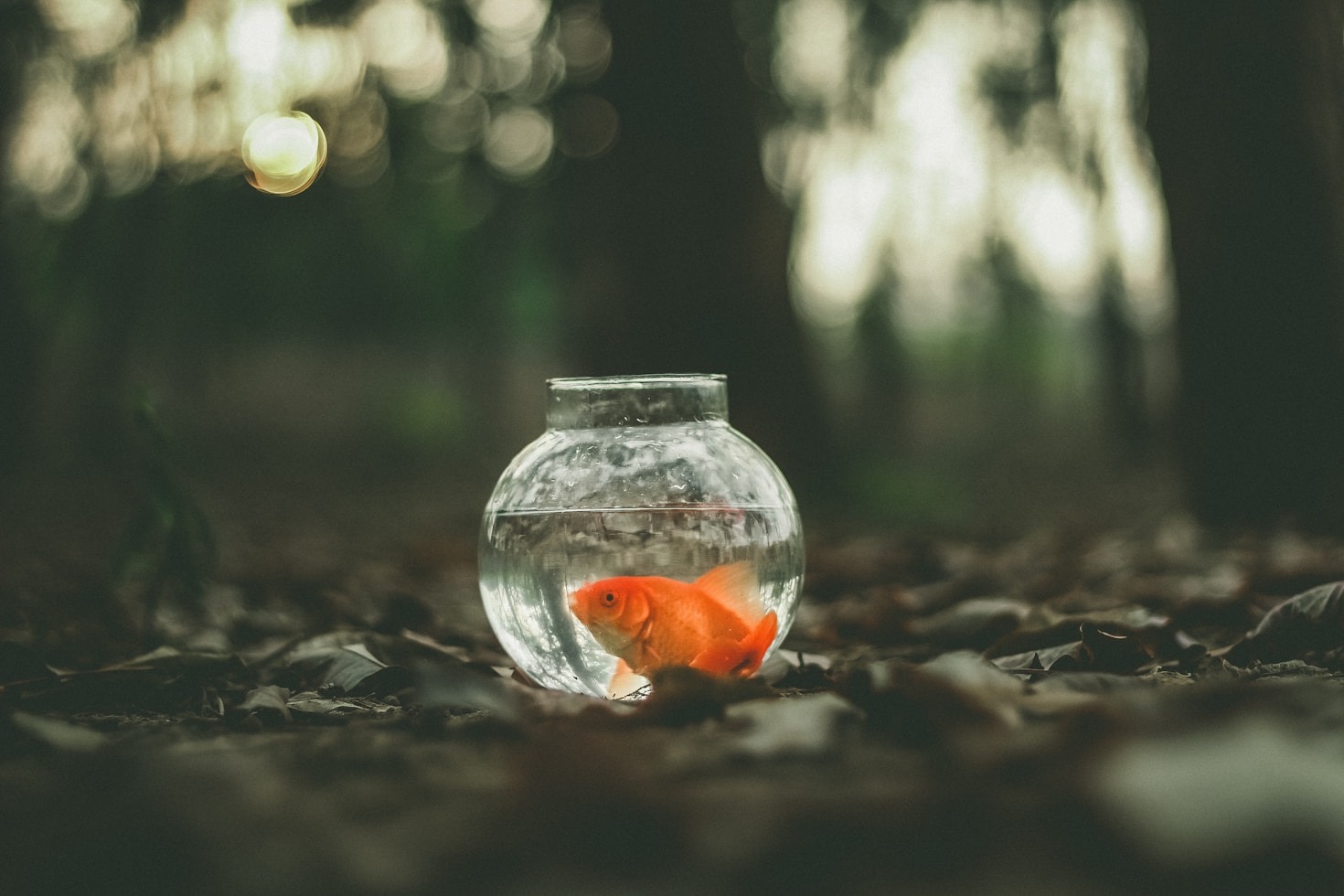 Protéger vos poissons rouges contre les maladies courantes